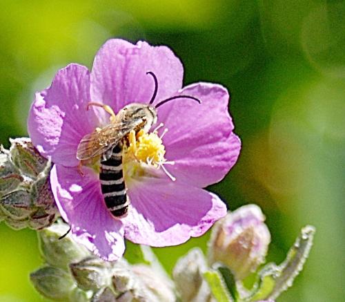 Réf. 191 432 : Halictus scabiosae